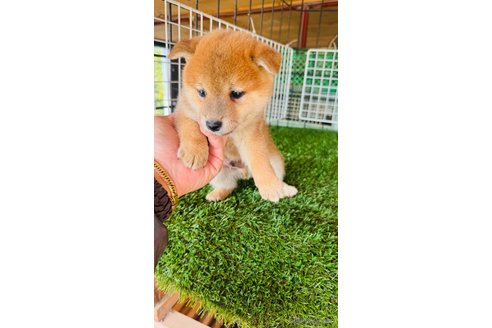 成約済の茨城県の豆柴-350959の2枚目